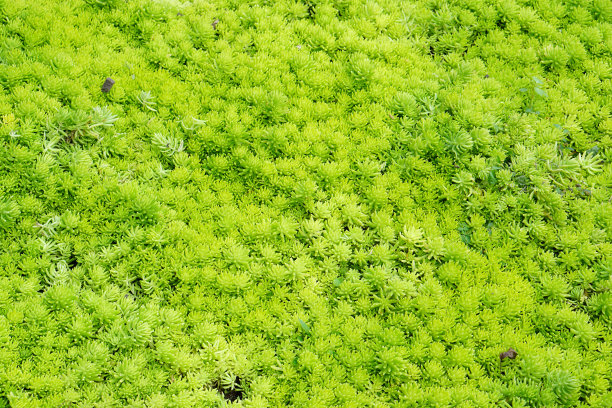 金色苔景天覆盖的背景或景天无缝草图案是一个令人惊讶的多肉植物，原产于墨西哥，它难以置信地旺盛，非常耐寒，并有强烈的发光的叶子。素材图片