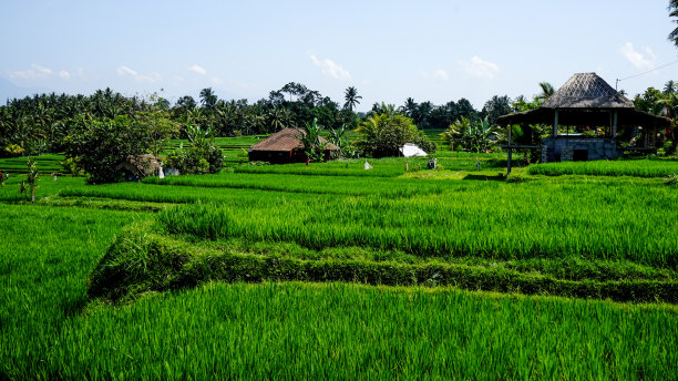 片稻田图片下载