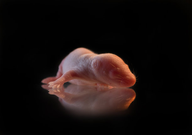 新生大鼠图片下载