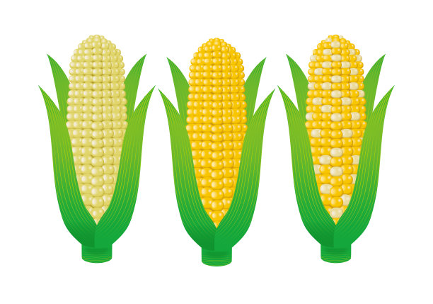 三种玉米插画图片下载