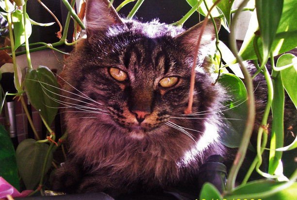 我的最大图片下载