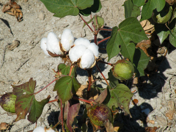 棉花种植图片下载