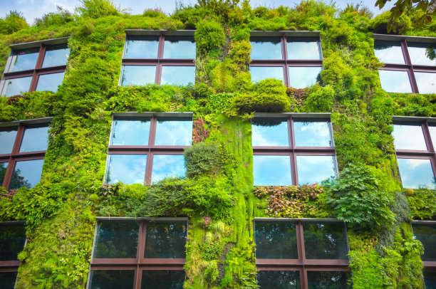 绿色的墙图片下载