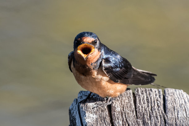 谷仓燕子解释事情素材图片