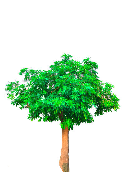 白底上的树图片下载