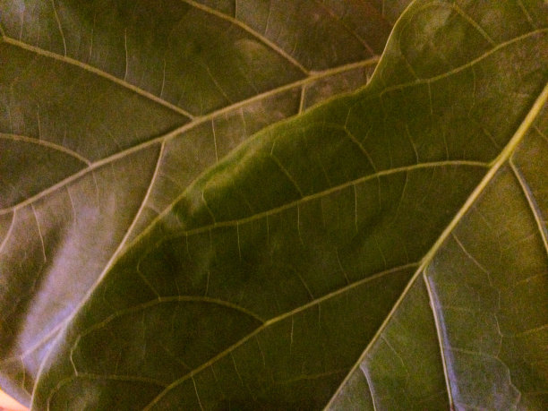 绿色的叶子图片下载