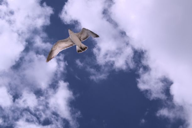 海鸥在飞图片下载