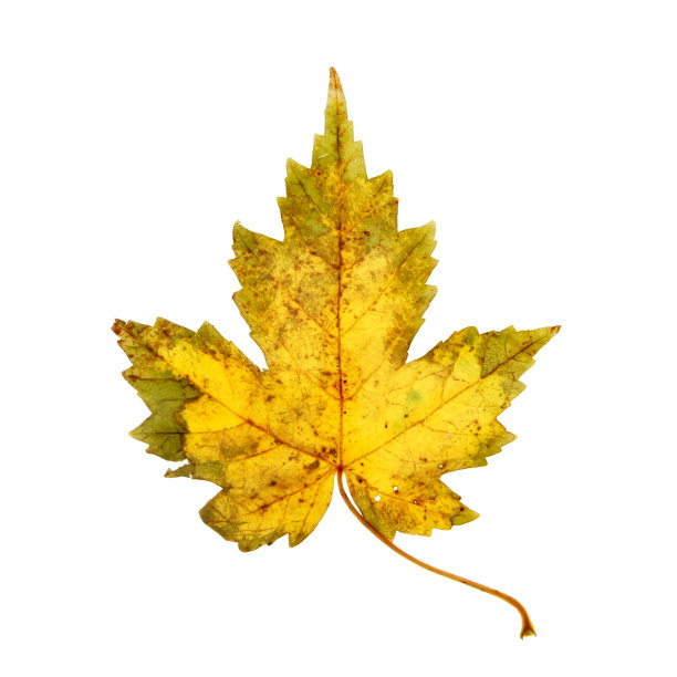 秋天的叶子图片下载