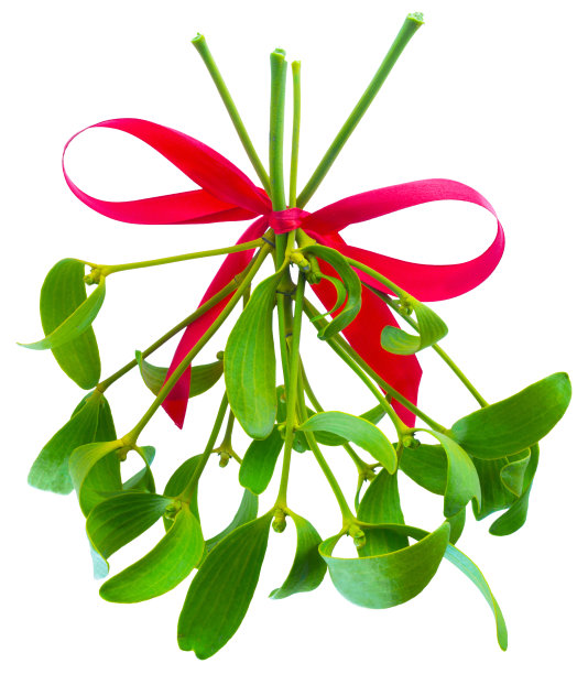 槲寄生束挂在红色的丝带上，孤立在白色的背景上图片下载