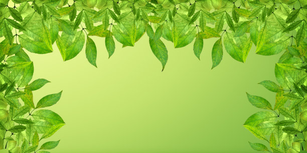 春天在公园里。全景。叶子的背景。图片下载