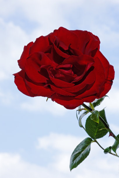 玫瑰和天空图片下载