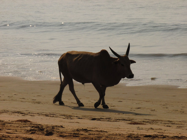 神奇的印度图片下载