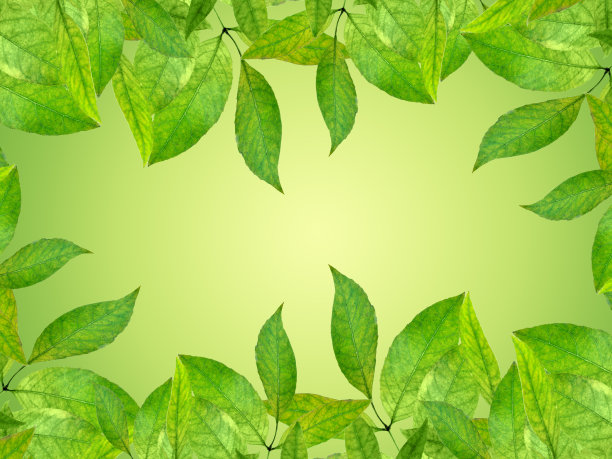 阳光下的树叶。春天的自然背景图片下载