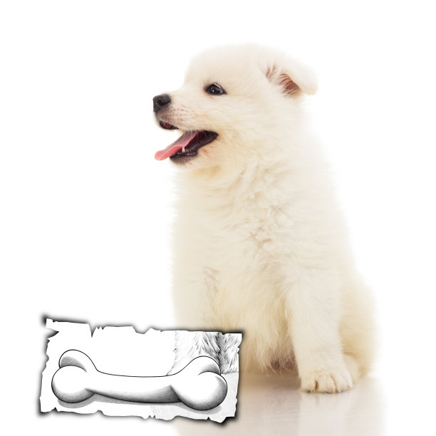 咬着骨头的萨摩耶小狗图片下载