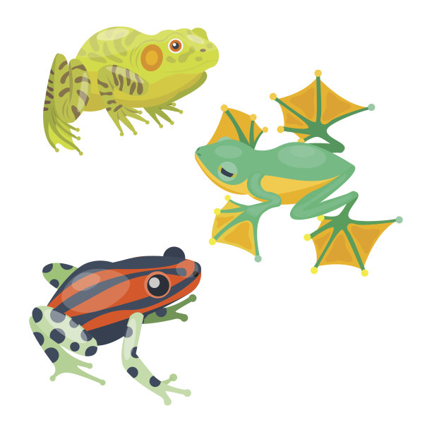 青蛙卡通热带动物卡通自然图标有趣和孤立的吉祥物人物野生有趣的森林蟾蜍两栖动物矢量插图图片下载