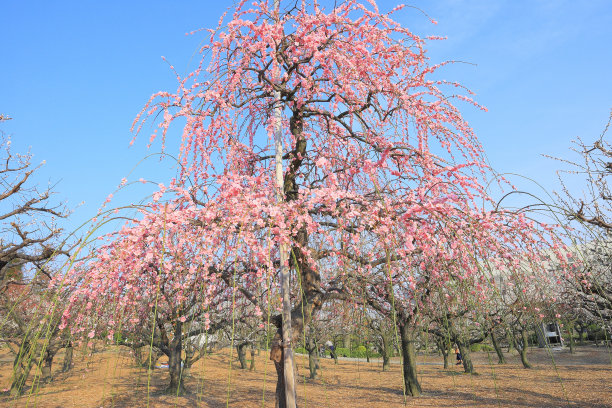羽花园图片下载