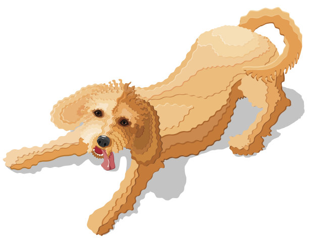 顽皮的金毛或拉布拉多犬图片下载