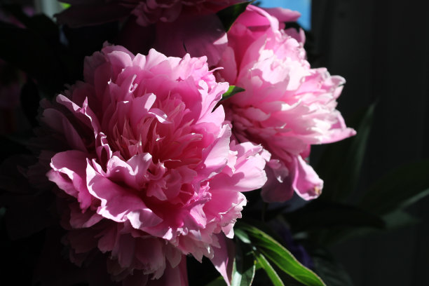 阳光下的牡丹图片下载