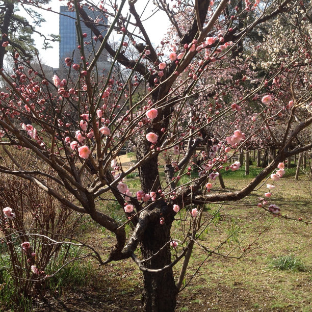 春天的花朵,东京图片下载