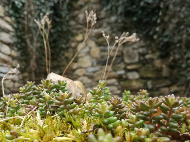 城墙外的宏观世界图片下载