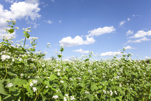 荞麦花图片下载