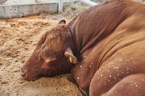 红头发的大公牛在睡觉图片下载