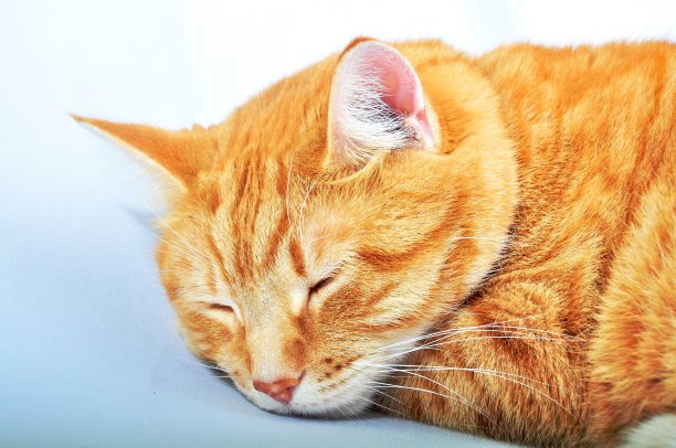 橙色的猫在白色的背景图片下载