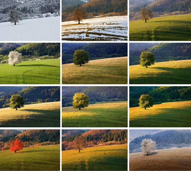 十二个月樱桃树图片下载