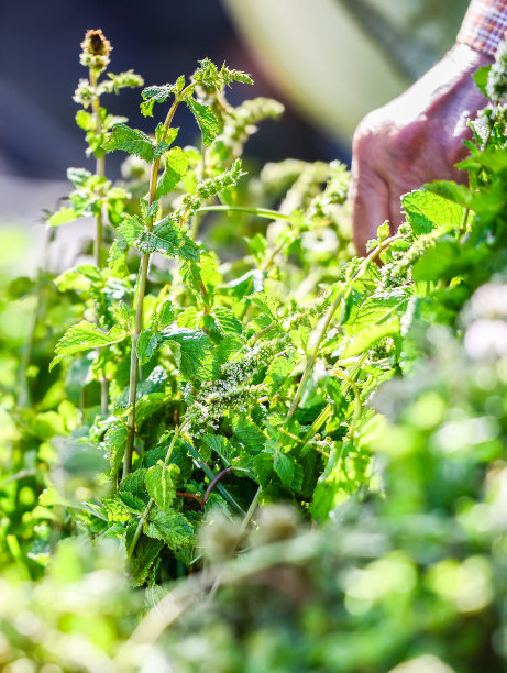 东方市场上的绿薄荷树枝图片下载
