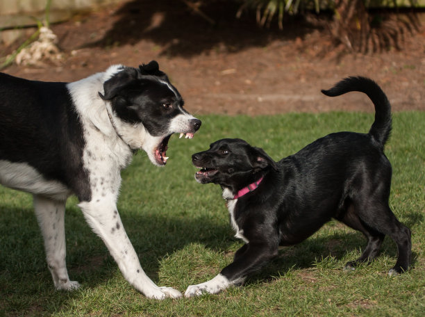激烈,无所畏惧图片下载