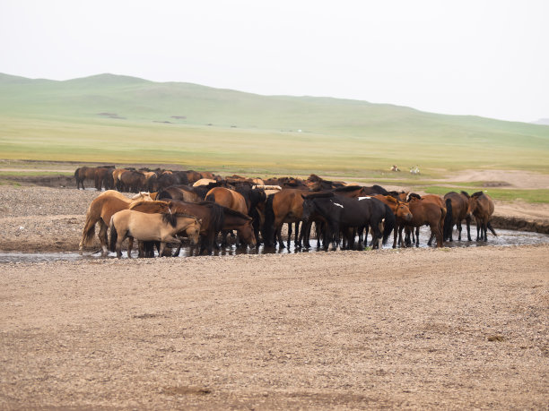 马附近的水图片下载