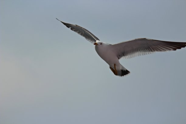 飞翔的海鸥图片下载