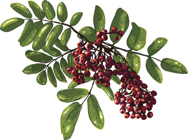 由浆果和树叶组成的Ashberry枝图片下载