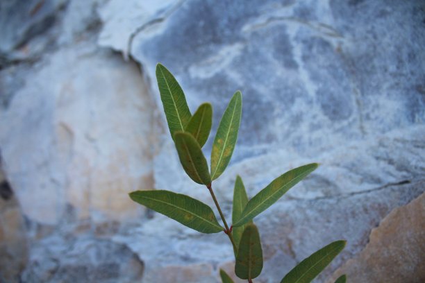 冰冷的石头间的绿色植物图片下载
