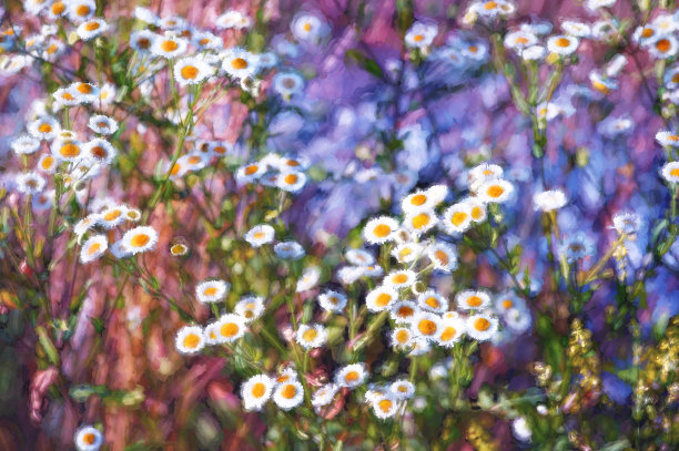 数字艺术，油画效果，野菊花花田，浪漫图片下载