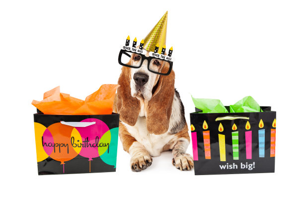 带礼物的老狗生日派对图片下载