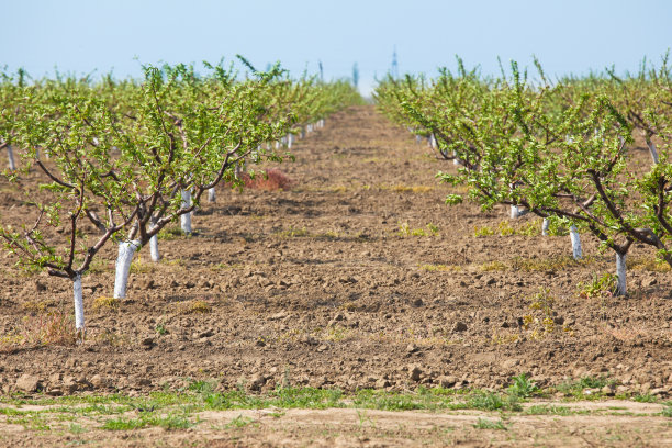 早春的小苹果树果园图片下载