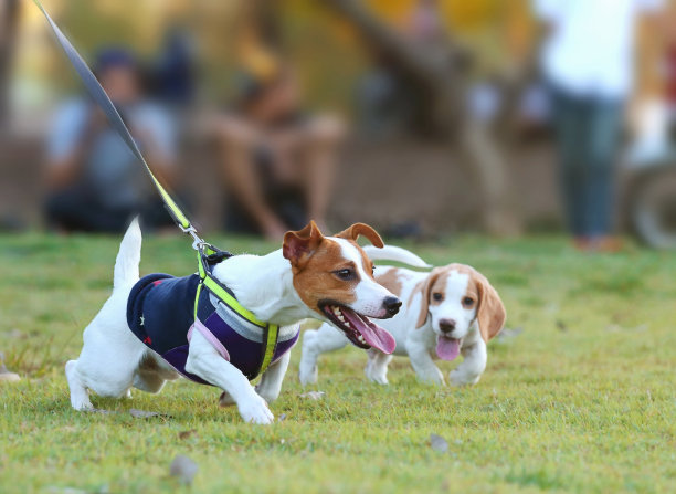 杰克罗素梗图片下载