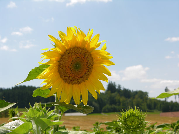 太阳的花2图片下载