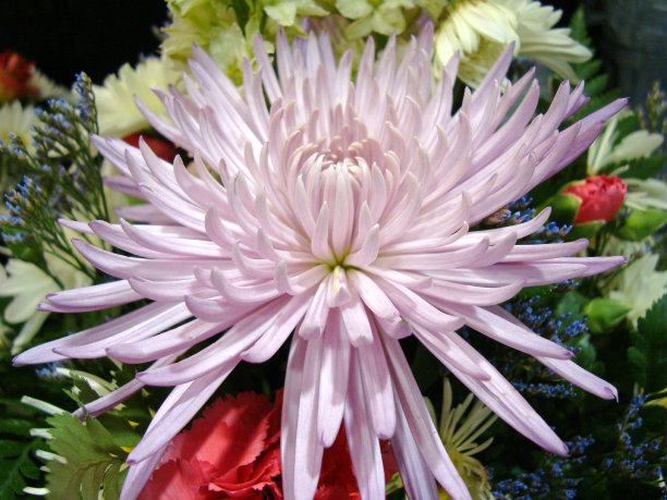 妈妈薰衣草图片下载