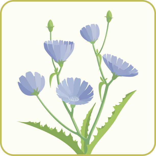 菊苣蓝色花。图片下载