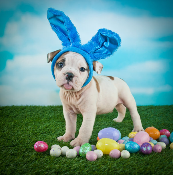 愚蠢的复活节牛头犬图片下载