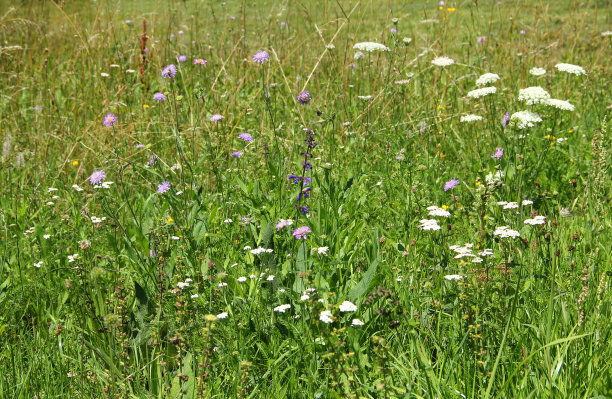 鲜花草甸图片下载