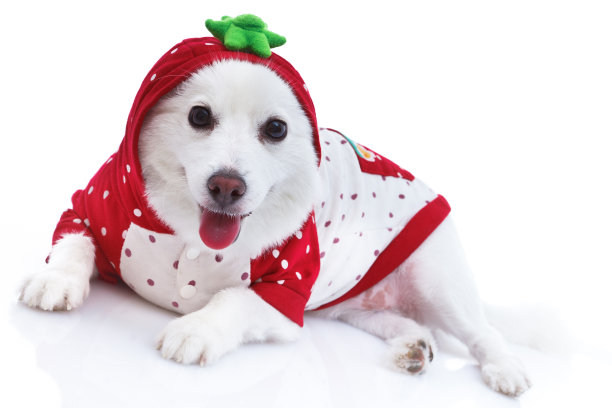 斯帕斯图片下载