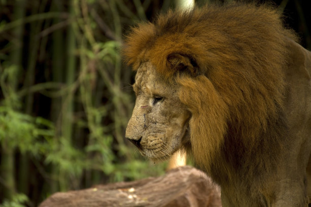 雄狮看图片下载