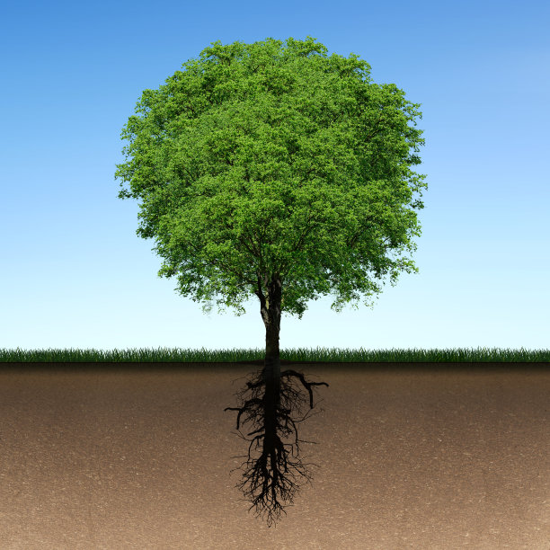 树和根图片下载