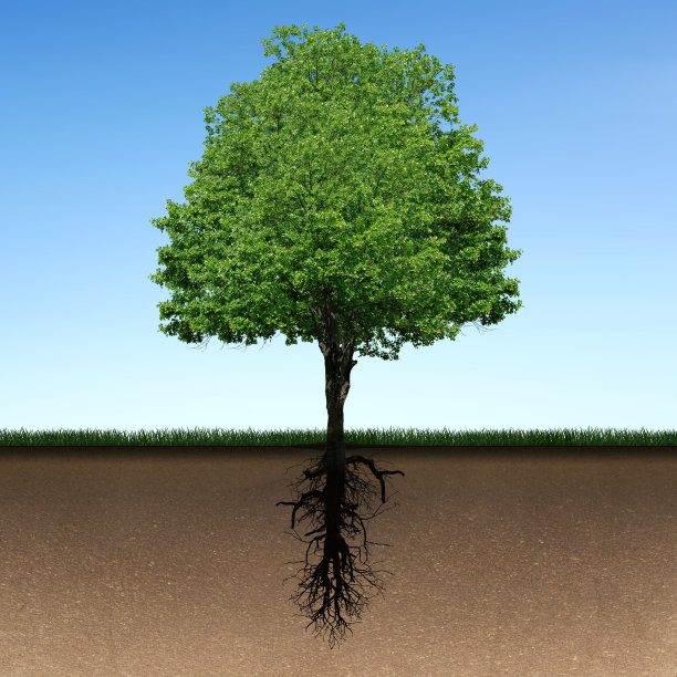 树和根图片下载