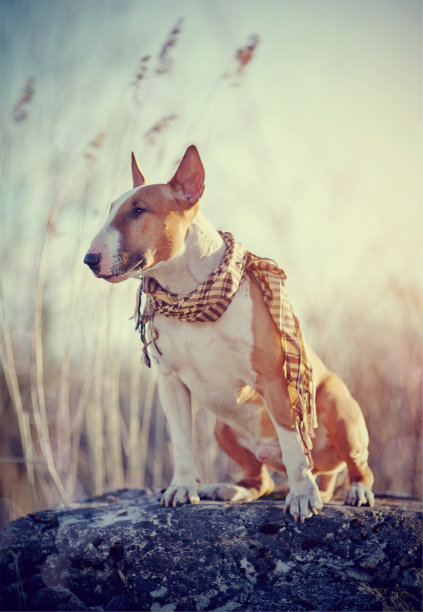 一种细心的狗，系着格子围巾的斗牛梗图片下载