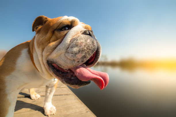 码头上站立的英国斗牛犬-背景-复制空间图片下载