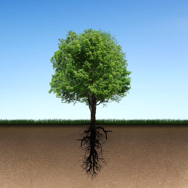 树和根图片下载